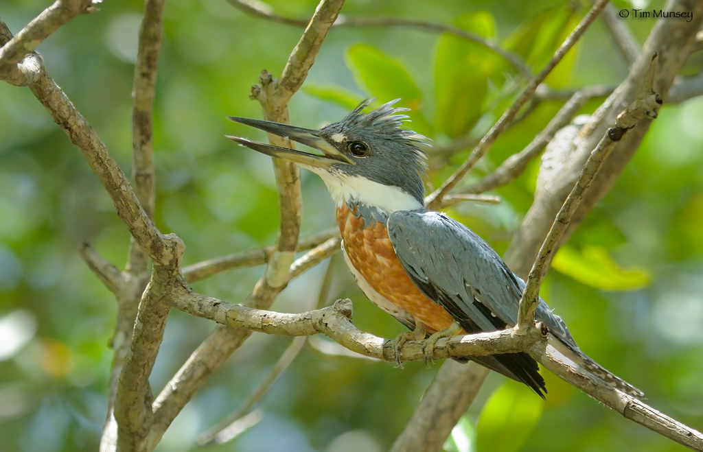 Ringed Kingfisher 2